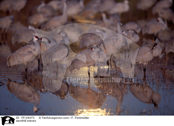 sandhill cranes / FF-04073