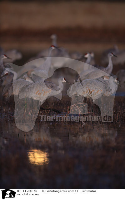 sandhill cranes / FF-04075
