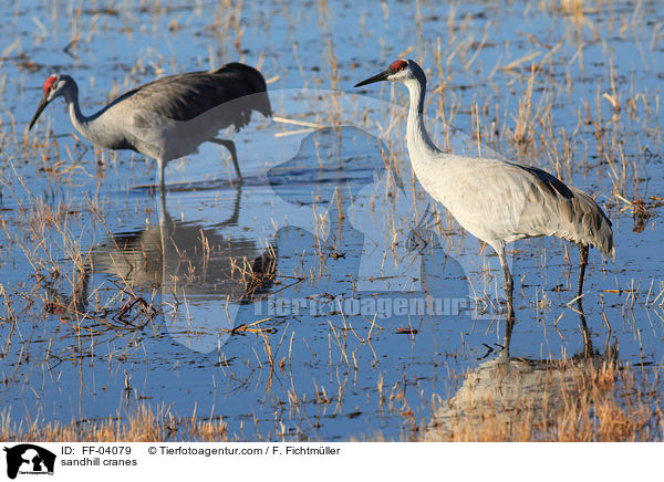 Kanadakraniche / sandhill cranes / FF-04079