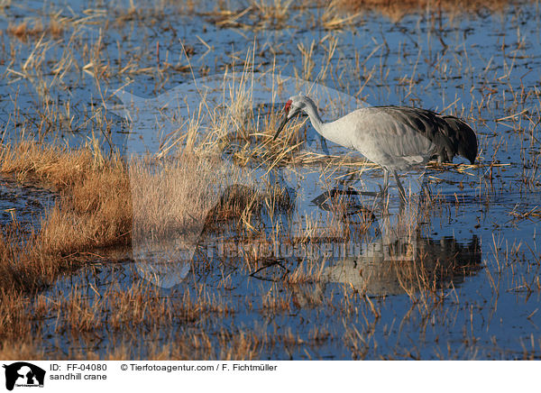 Kanadakranich / sandhill crane / FF-04080