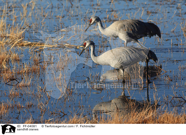 Kanadakraniche / sandhill cranes / FF-04081
