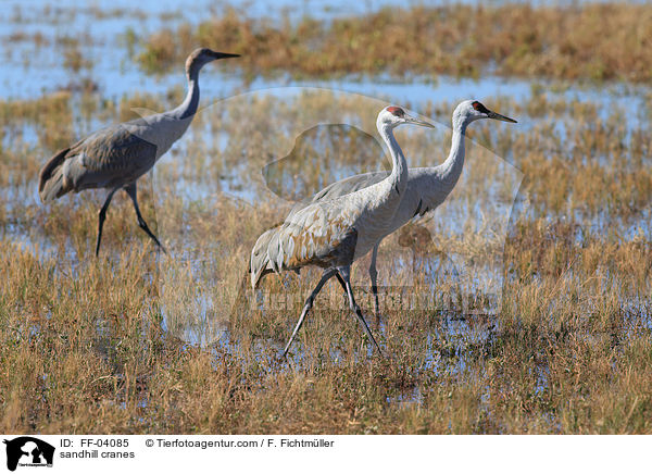 Kanadakraniche / sandhill cranes / FF-04085