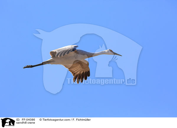 Kanadakranich / sandhill crane / FF-04086