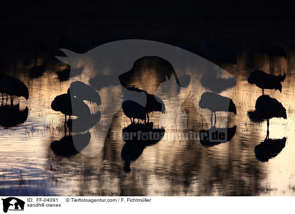 sandhill cranes / FF-04091