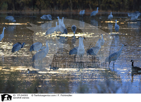 Kanadakraniche / sandhill cranes / FF-04093
