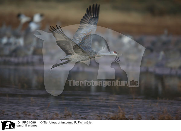 Kanadakraniche / sandhill cranes / FF-04096