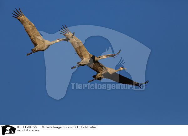 Kanadakraniche / sandhill cranes / FF-04099