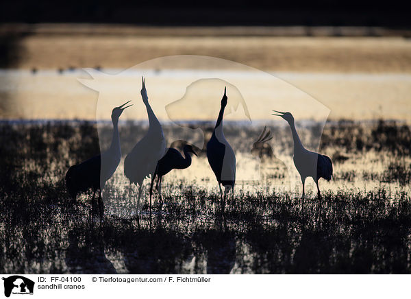 Kanadakraniche / sandhill cranes / FF-04100
