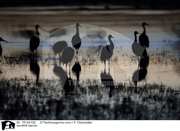 Kanadakraniche / sandhill cranes / FF-04102