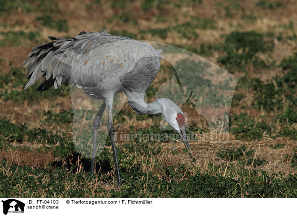 Kanadakranich / sandhill crane / FF-04103