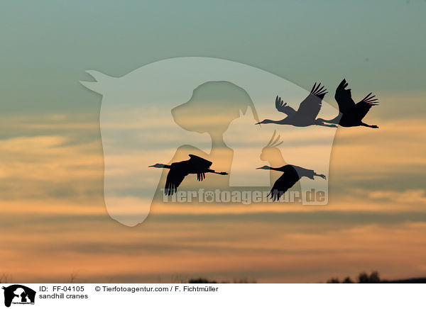 Kanadakraniche / sandhill cranes / FF-04105