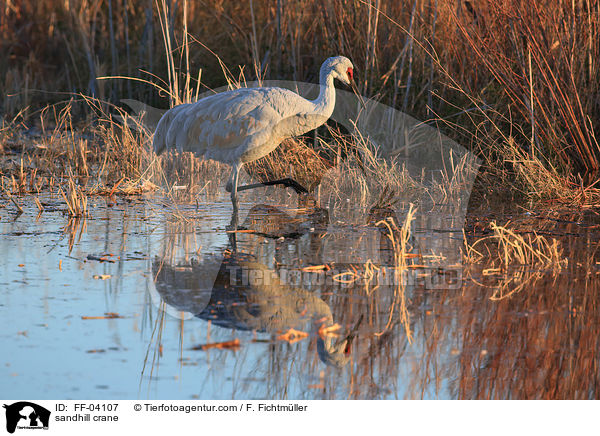 sandhill crane / FF-04107