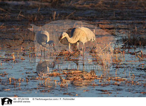 Kanadakraniche / sandhill cranes / FF-04109