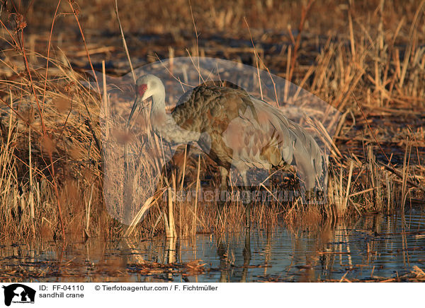 Kanadakranich / sandhill crane / FF-04110