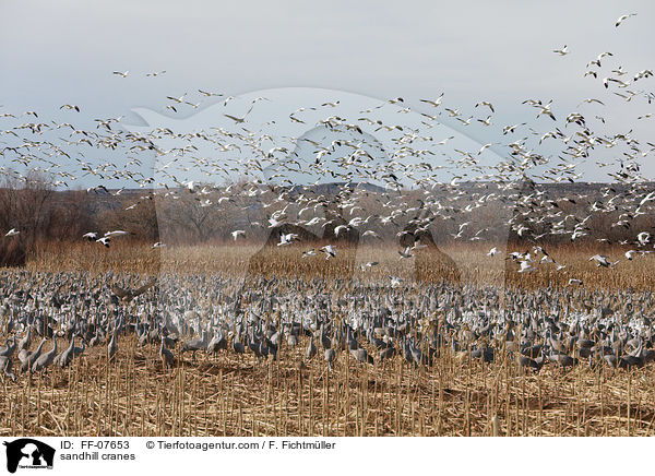 Kanadakraniche / sandhill cranes / FF-07653