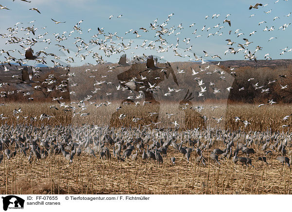 Kanadakraniche / sandhill cranes / FF-07655