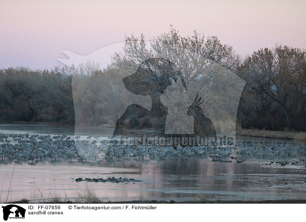 Kanadakraniche / sandhill cranes / FF-07656