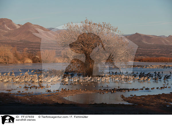 Kanadakraniche / sandhill cranes / FF-07659