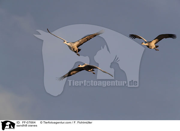 Kanadakraniche / sandhill cranes / FF-07664