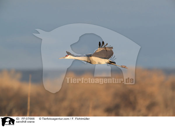 Kanadakranich / sandhill crane / FF-07666