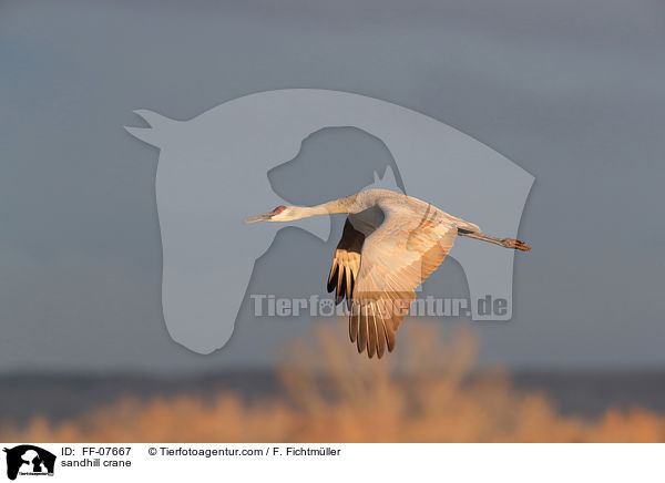 Kanadakranich / sandhill crane / FF-07667