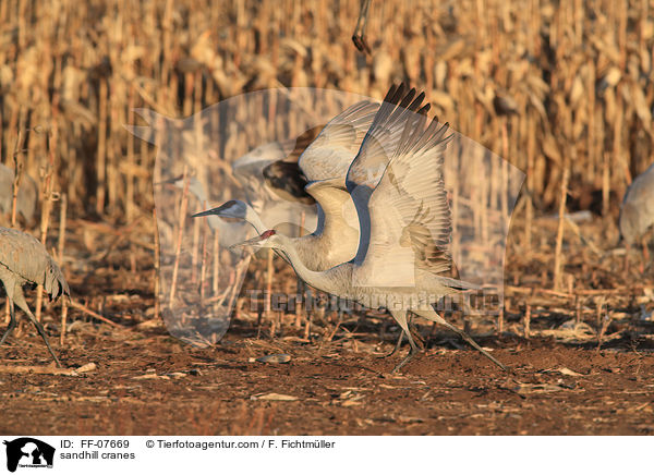 sandhill cranes / FF-07669
