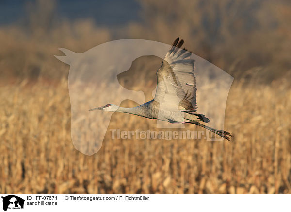 Kanadakranich / sandhill crane / FF-07671