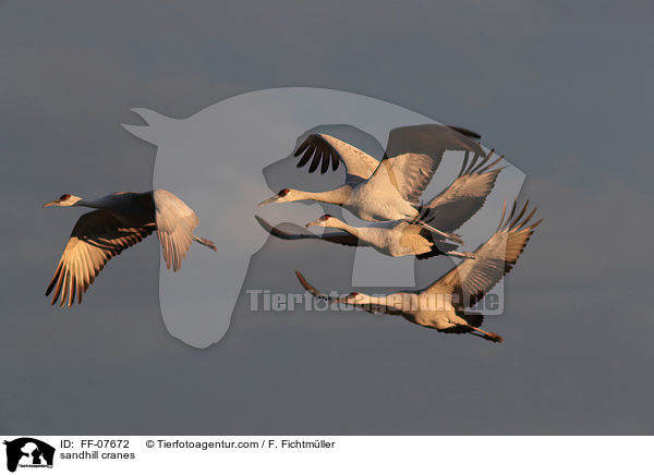 Kanadakraniche / sandhill cranes / FF-07672