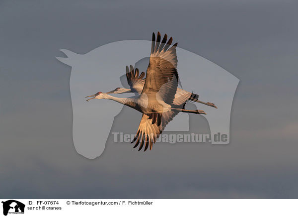 sandhill cranes / FF-07674