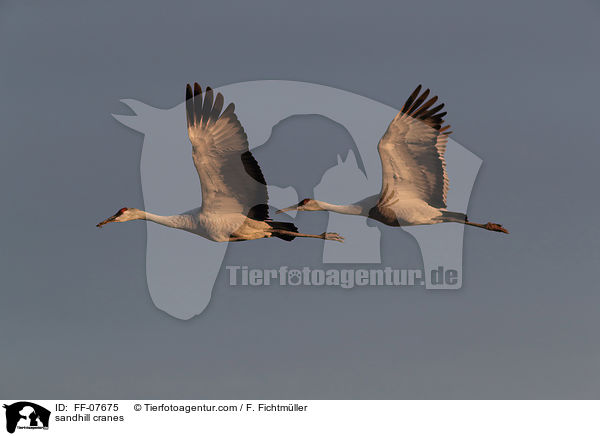 Kanadakraniche / sandhill cranes / FF-07675