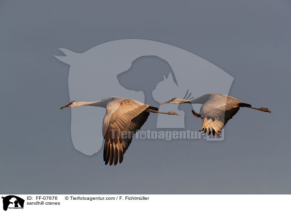 sandhill cranes / FF-07676