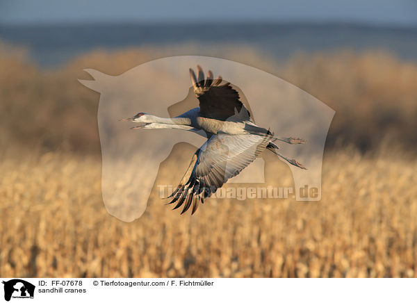 Kanadakraniche / sandhill cranes / FF-07678