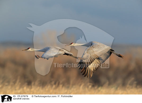 Kanadakraniche / sandhill cranes / FF-07679