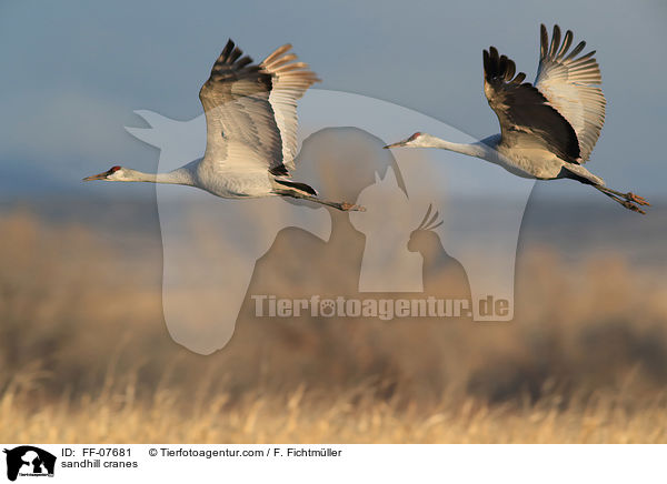 Kanadakraniche / sandhill cranes / FF-07681