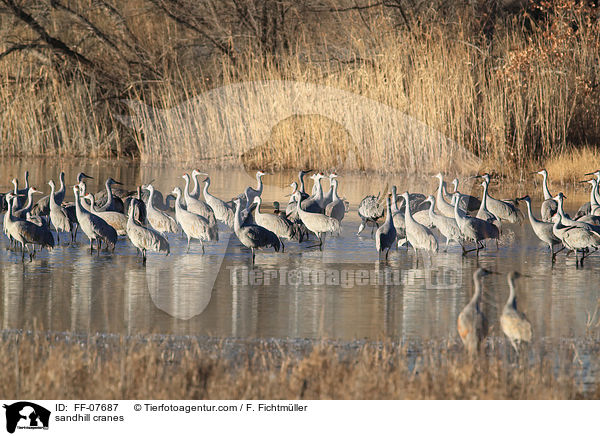 Kanadakraniche / sandhill cranes / FF-07687