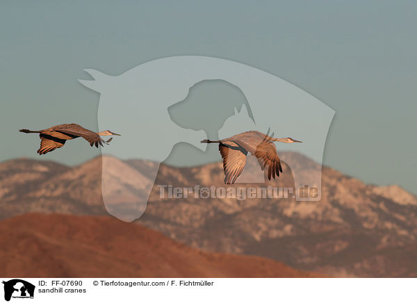 Kanadakraniche / sandhill cranes / FF-07690