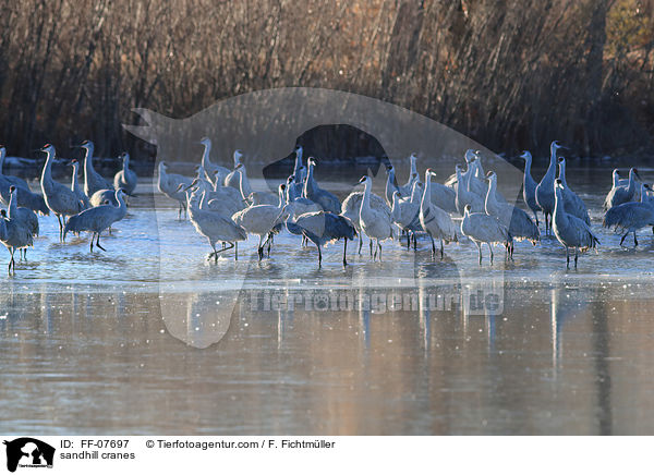 Kanadakraniche / sandhill cranes / FF-07697