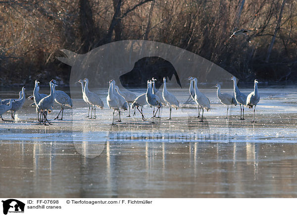 Kanadakraniche / sandhill cranes / FF-07698