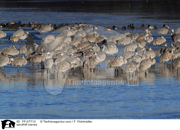 Kanadakraniche / sandhill cranes / FF-07713