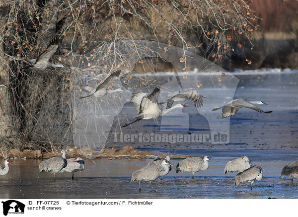 Kanadakraniche / sandhill cranes / FF-07725