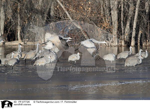 sandhill cranes / FF-07726