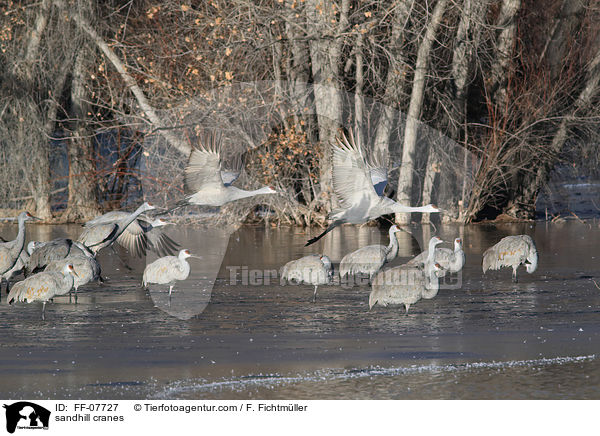 Kanadakraniche / sandhill cranes / FF-07727