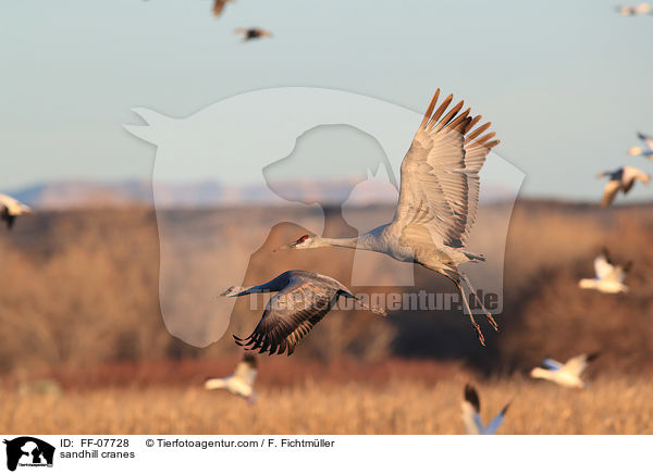 Kanadakraniche / sandhill cranes / FF-07728