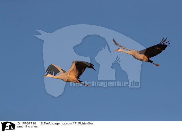 Kanadakraniche / sandhill cranes / FF-07730