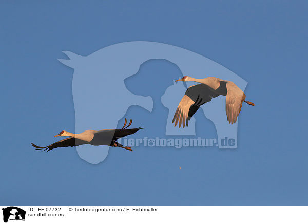 Kanadakraniche / sandhill cranes / FF-07732