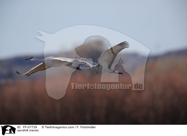 Kanadakraniche / sandhill cranes / FF-07739