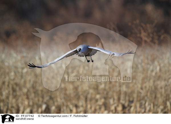 Kanadakranich / sandhill crane / FF-07742