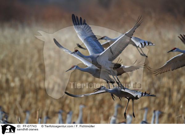 Kanadakraniche / sandhill cranes / FF-07743