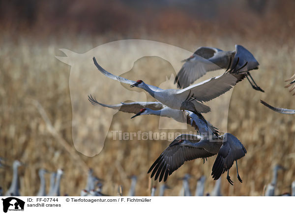 Kanadakraniche / sandhill cranes / FF-07744