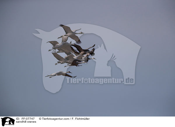 Kanadakraniche / sandhill cranes / FF-07747